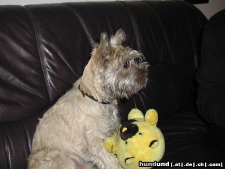 Cairn-Terrier Quentin (Buddy) von den Rheinpiraten 6 Monate