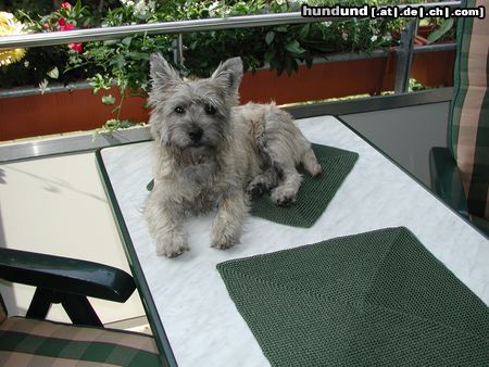 Cairn-Terrier Quentin (Buddy) von den Rheinpiraten 6 Monate