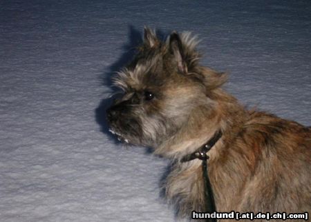 Cairn-Terrier Das ist unser Chico