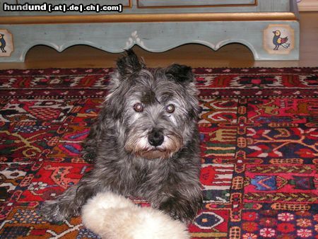 Cairn-Terrier Hoggle, 15 Jahre