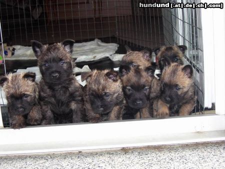 Cairn-Terrier 7 auf einen Streich!