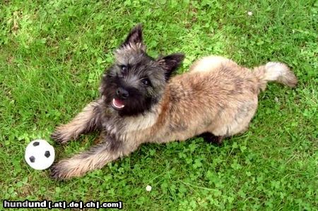 Cairn-Terrier Ob ich jetzt wohl ein Leckerli bekomme