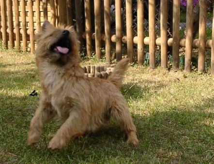 Cairn-Terrier Cairn in Aktion