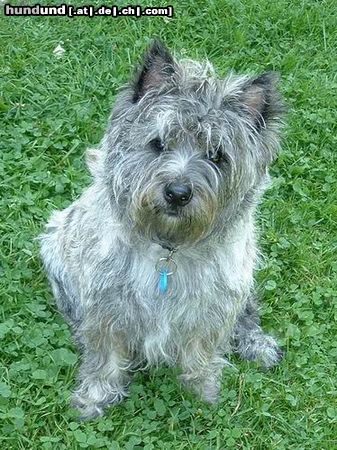 Cairn-Terrier this ist skipper 