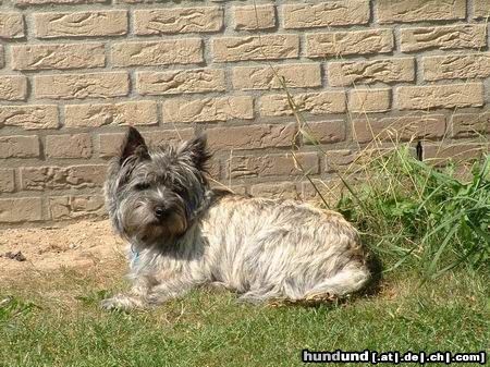 Cairn-Terrier this ist skipper 