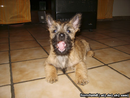 Cairn-Terrier Jimmy