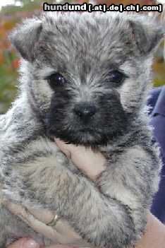 Cairn-Terrier Hi, ich bin Sugar Baby