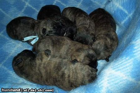 Cairn-Terrier cairn terrier puppies, 5 tage alt