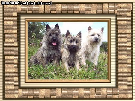 Cairn-Terrier Unsere kleinen fröhlichen Herzensbrecher!