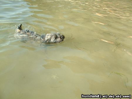 Cairn-Terrier Akira lernt schwimmen