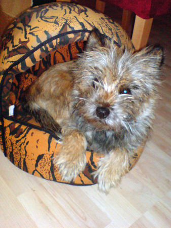 Cairn-Terrier Xavarie vom Spielhaus