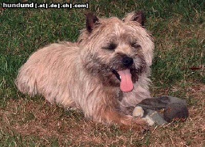 Cairn-Terrier Mein Cairn-Terrier Aïki