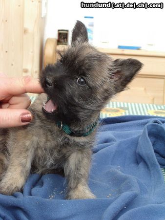 Cairn-Terrier unsere Akira mit 10 Wochen