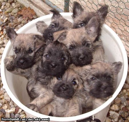 Cairn-Terrier sieben auf einen Streich