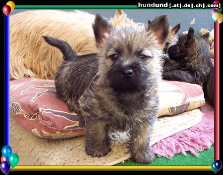 Cairn-Terrier Cairn-Terrier-Welpen von der Iburg 7.Wochen