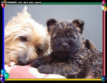 Cairn-Terrier Cairn-Terrier-Welpen von der Iburg 7.Wochen