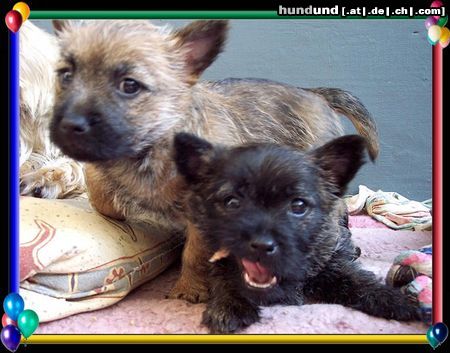 Cairn-Terrier Cairn-Terrier-Welpen von der Iburg 7.Wochen