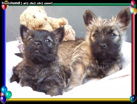 Cairn-Terrier Cairn-Terrier-Welpen von der Iburg 7.Wochen