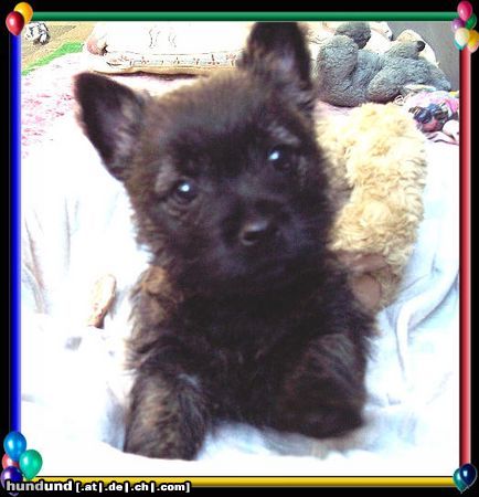 Cairn-Terrier Cairn-Terrier-Welpen von der Iburg 7.Wochen