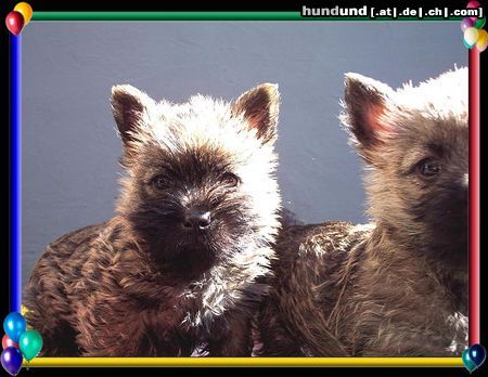 Cairn-Terrier Cairn-Terrier-Welpen von der Iburg 7.Wochen