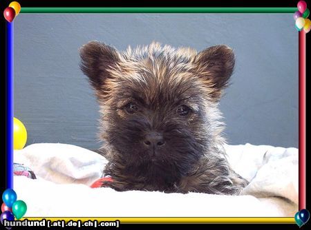 Cairn-Terrier Cairn-Terrier-Welpen von der Iburg 7.Wochen