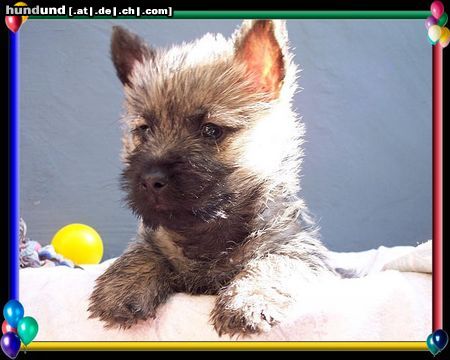 Cairn-Terrier Cairn-Terrier-Welpen von der Iburg 7.Wochen