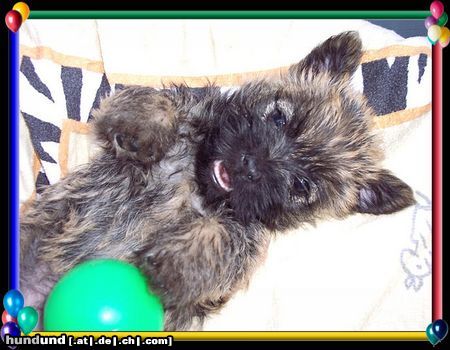 Cairn-Terrier Cairn-Terrier-Welpen von der Iburg 7.Wochen