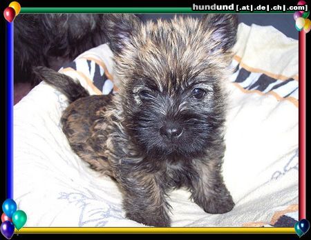 Cairn-Terrier Cairn-Terrier-Welpen von der Iburg 7.Wochen