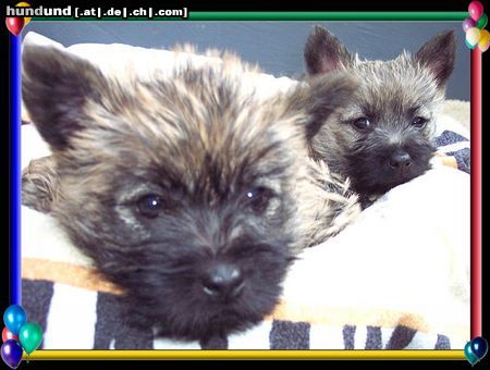 Cairn-Terrier Cairn-Terrier-Welpen von der Iburg 7.Wochen