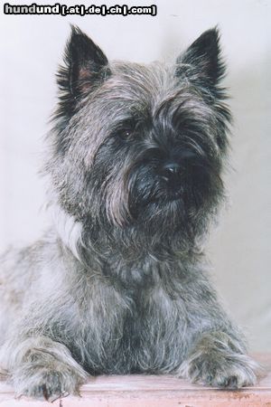 Cairn-Terrier Hydecastle Billy-Boy...unser liebenswerter Sturkopf