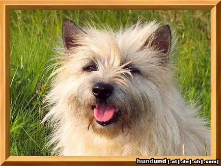 Cairn-Terrier Unser Fotomodel