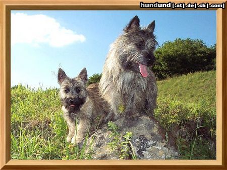 Cairn-Terrier Unsere Gartenarbeiter