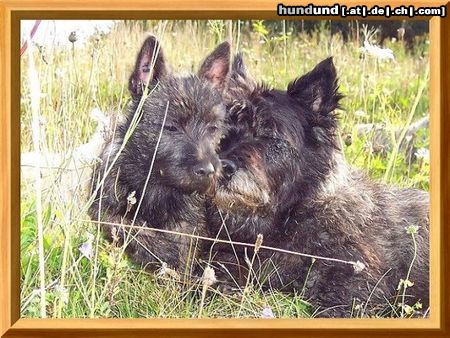 Cairn-Terrier Oma ich habe dich sehr lieb!