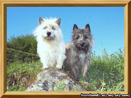 Cairn-Terrier Leo u.Kelli