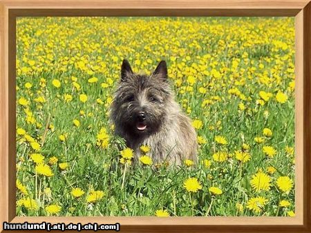 Cairn-Terrier Onkel Leo!