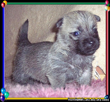 Cairn-Terrier CAIRN-WELPE 4.wochen