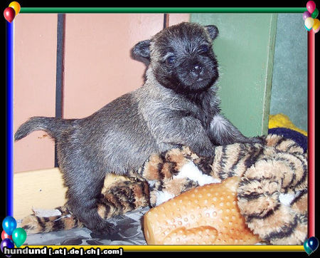 Cairn-Terrier Cairn-Terrier Welpe 4.wo.