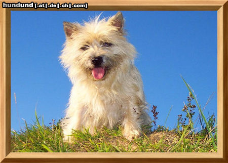 Cairn-Terrier Garteumgestalterin