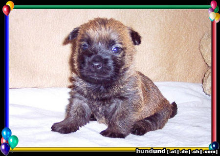 Cairn-Terrier Cairn-Terrier Welpe 4.wo.