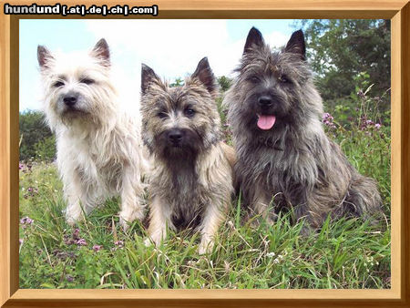 Cairn-Terrier