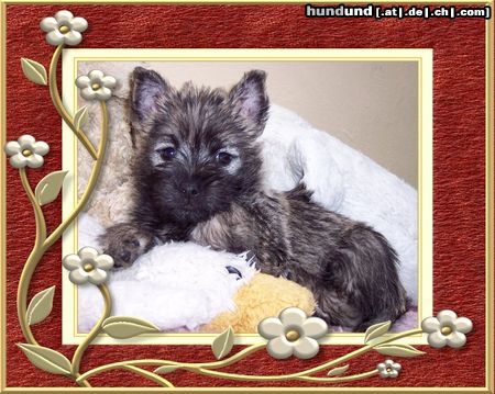 Cairn-Terrier Unser kleines Fotomodel ( 7. wochen )