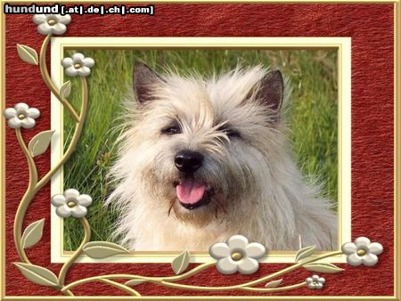 Cairn-Terrier KELLI.