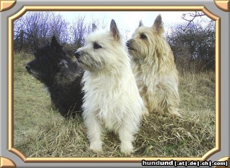 Cairn-Terrier Wir sind die drei am Platze,und jagen jede Katze