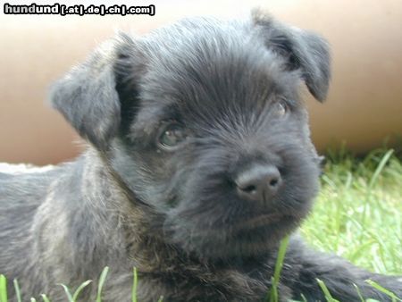 Cairn-Terrier