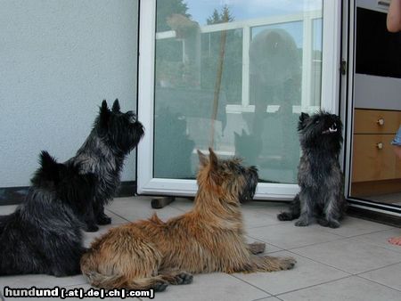 Cairn-Terrier