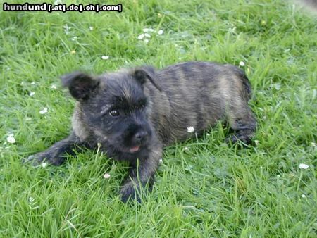 Cairn-Terrier