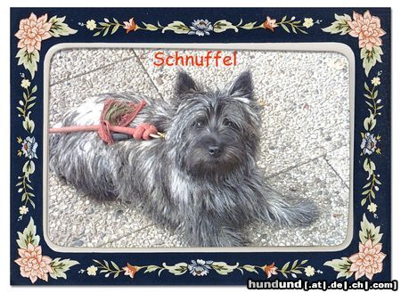 Cairn-Terrier Mal ganz lieb...