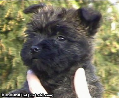 Cairn-Terrier Cairn Terrier Welpe 7 Wochen alt, Cairn Bries Enigma