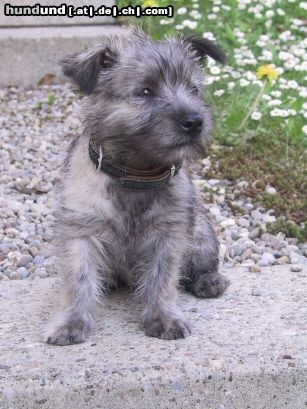 Cairn-Terrier FRANKY