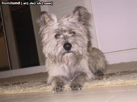 Cairn-Terrier FRANKY(8 Mon)